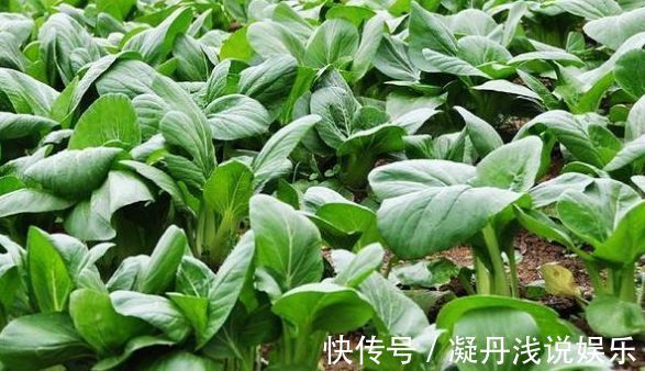 防治|油菜活血化瘀,解毒消肿,农民冬季种植油菜需一点,稳产又增收