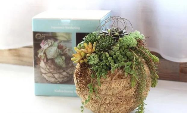 室内绿植种花不用盆,揉一个小球吊起来就让家里美翻