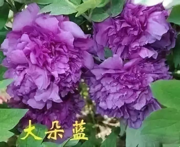 珊瑚台|牡丹盛开！盛况空前，绝对罕见，太美太漂亮了！