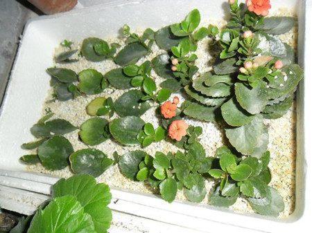 悄悄告诉你，此5种花，掐个叶就生根，懒人都能养开花