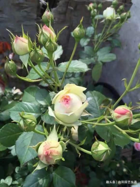 给月季花施肥 盆栽的用鸡粪 地栽的用鱼肠 长得快 促开花 粉紫色 给月季花施肥 盆栽的用鸡粪 地栽的用鱼肠 长得快 促开花 粉紫色