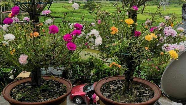 养不死的几种花,独特有格调,颜值超高超美的