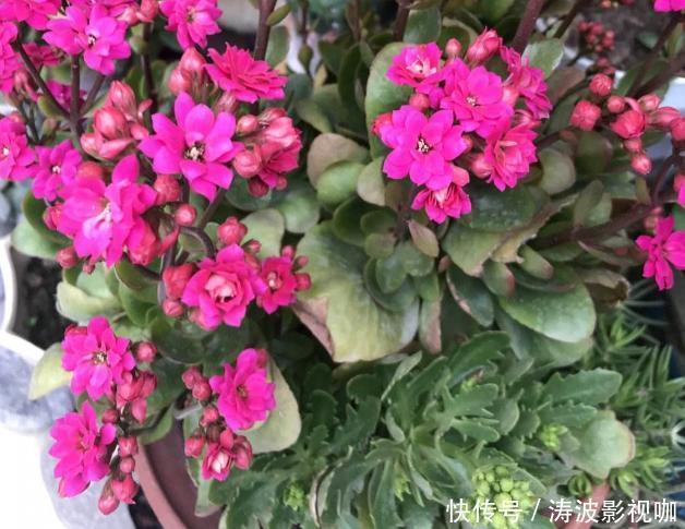 冬日长寿花开完花后，马上动手做4件事，10天就能迎来下一波花