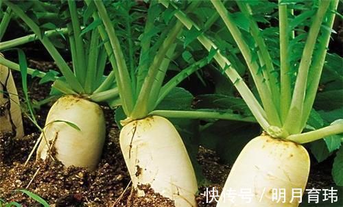 糖友|「居家1号饭」糖尿病人常吃萝卜健康又长寿，还有助于平稳血糖