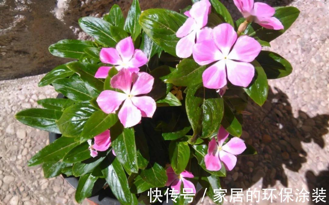 不起眼的紫药水,原来掌握住用法,养花有这么多好处