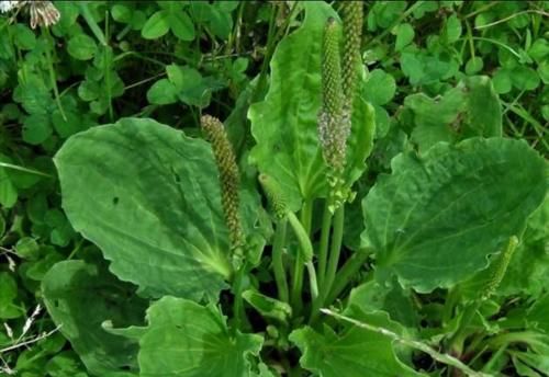 尿酸|车前草,您熟悉吗?它对痛风患者降尿酸是否有用呢?医生告诉您