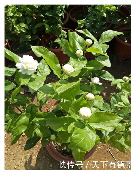 夏天|茉莉在夏天,预防3个错,黄叶不长个?浇点“铁水”就好了