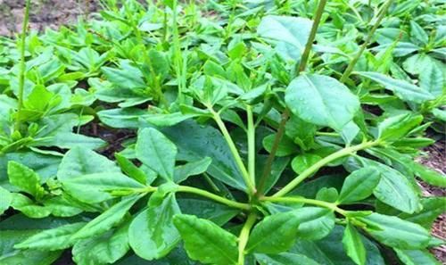 豌豆尖|女性到了中年，常吃三种食物，滋补身体，养护血管，改善血液循环