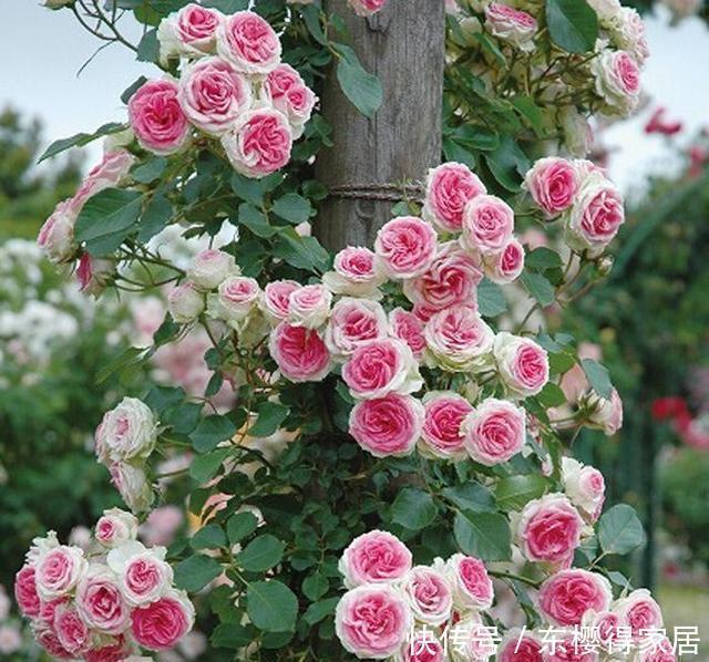 藤月|“藤本月季”哪个品种好?此8种漂亮好养,一年四季开花不停