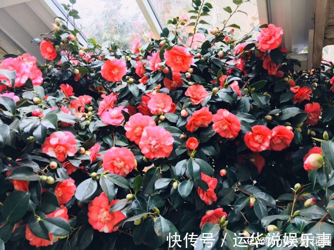 10种花爱喝醋,浇水加点酸,叶子油亮爱开花!