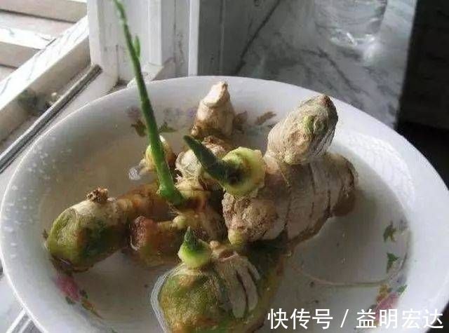 冬天|切块生姜放水里,7天发芽,3个月结出一桶姜,原来生姜是这么种的