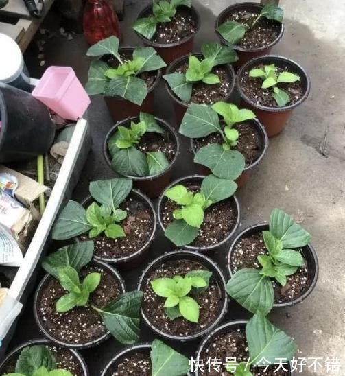 秋天看到3种花，别再花钱买，掐根枝插土里，容易成活繁殖快