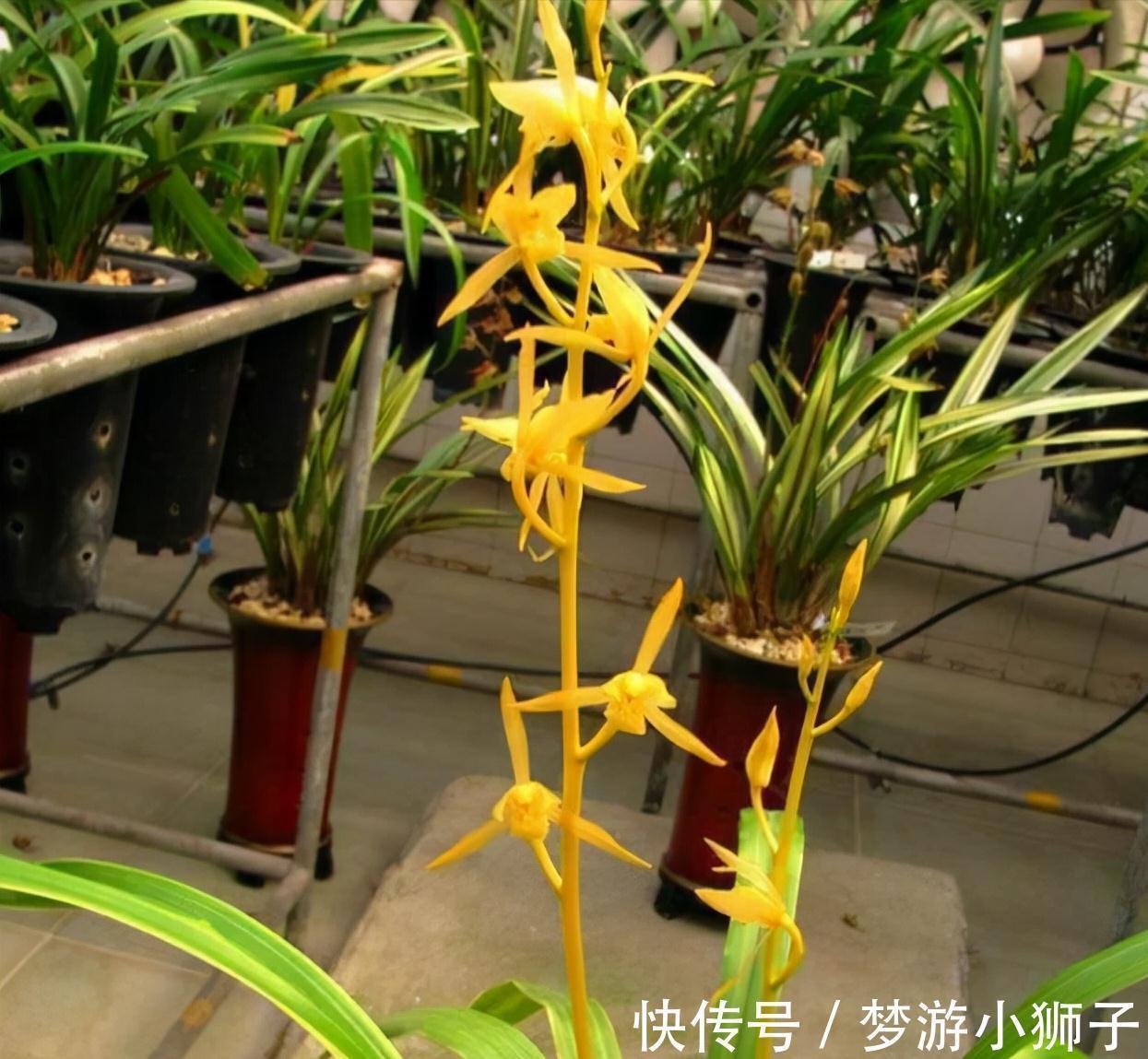 花瓣|此兰实属罕见,开品大气,花瓣通体金黄,兰香扑鼻,不养真亏