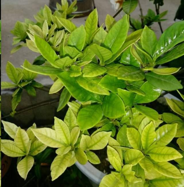 7种漂亮花,都是“醋罐子”,每月喝一碗,黄叶消失,花满枝头