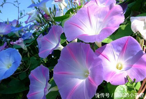 简直|家里养了这些花,简直美哭了