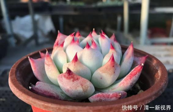 提醒肉友换盆土,你弄清楚什么时候动手合适,如何操作了吗