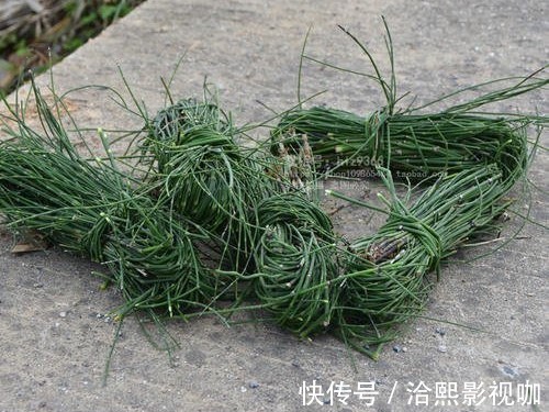 节草|随处可见的“节节草”有大功效!坚持服用一个月,解决多年烦恼!