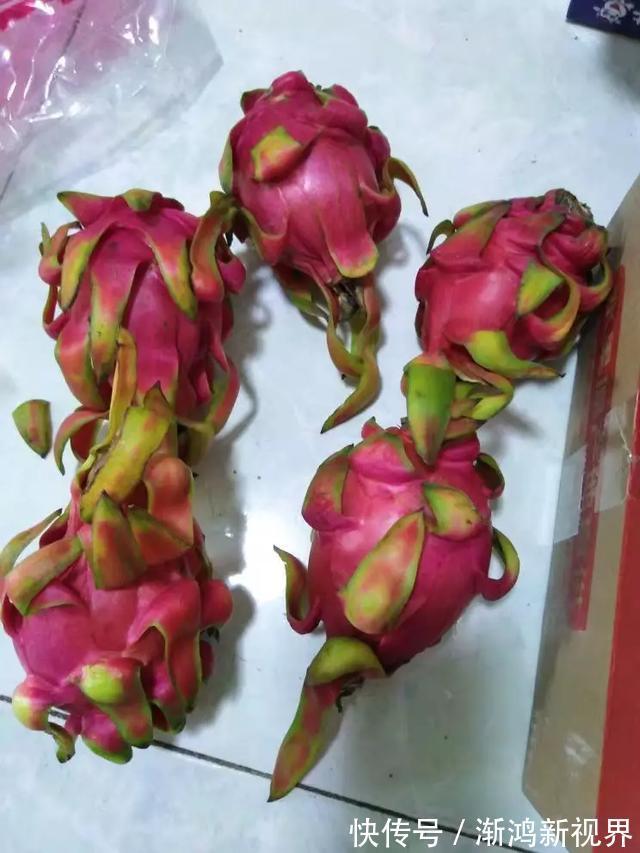 多汁|育火龙果热潮又来了，盆越浅，水越少，长越快，开花结果越多！