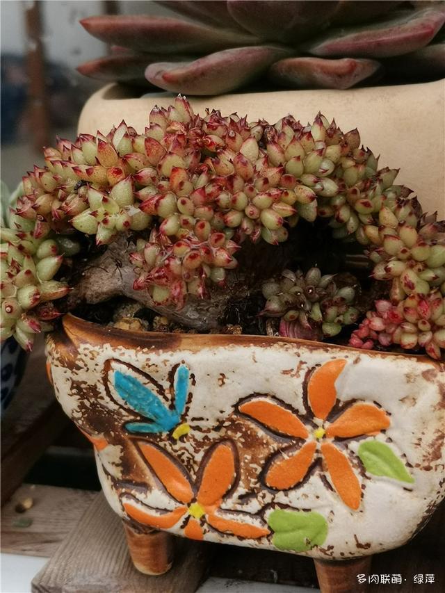 拈花一笑为红颜,无奈雨霾非吾恋