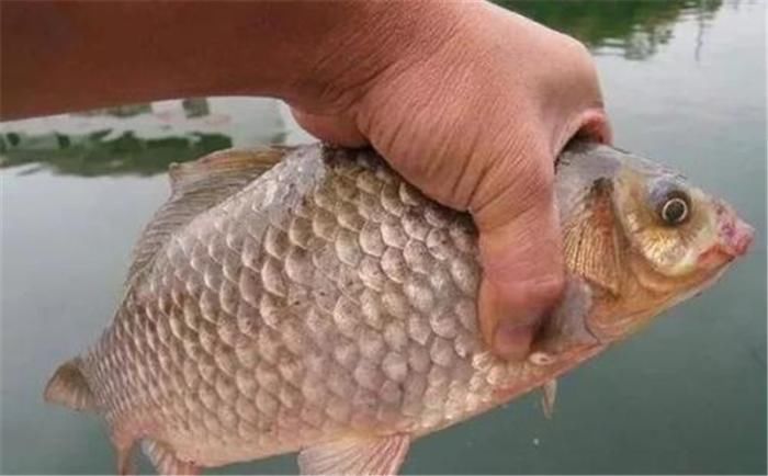 钓友|日本“假鲫鱼”入侵我国,比真鲫鱼还受欢迎,钓友一次钓一桶