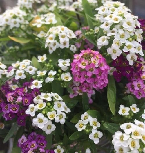 爆起|4种小花,花朵虽小,爆起盆来不含糊,跟着养护专家学起来吧