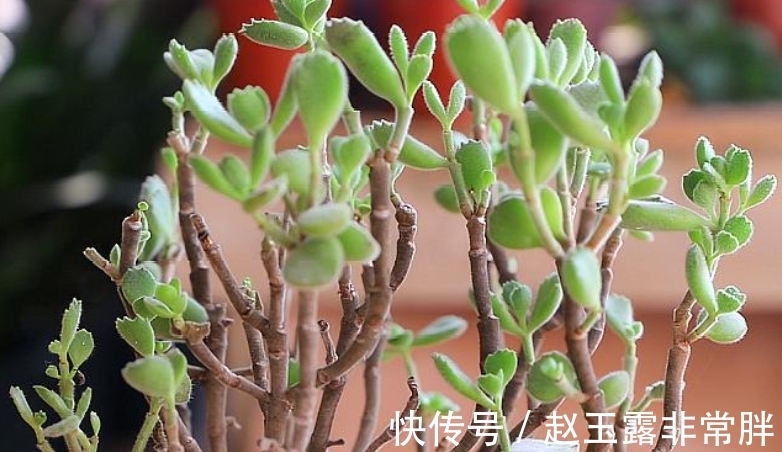家中光照差别养8种多肉,它们容易变成“豆芽菜”,没有观赏价值
