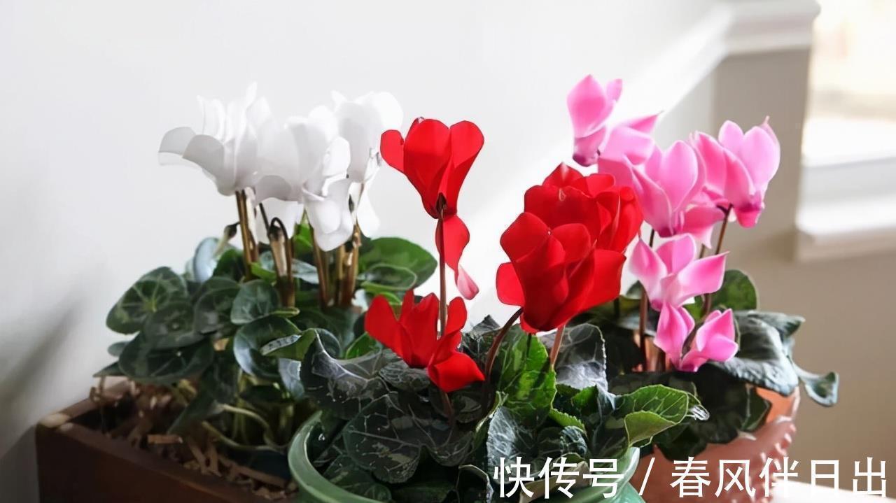 丽格海棠|适合9月养的花，花大色艳，爱开花，很漂亮，关键很好养