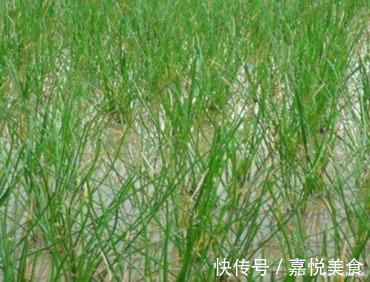 蔬菜|它既是水果又是蔬菜，儿时经常误叫成“鼻涕”，你知道是什么吗？