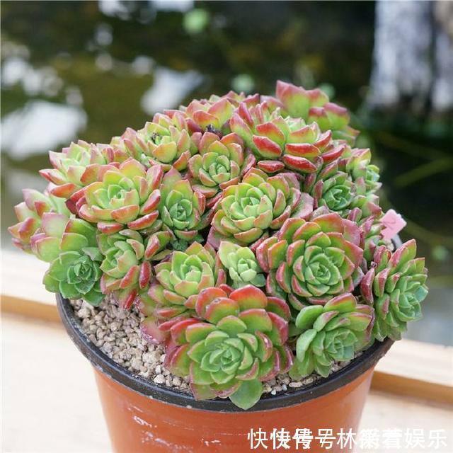 绿法师|多肉不能随便养,挑这3个品种,三五年成老桩,价值涨了不少