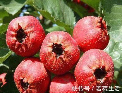 山里果|山楂有助降压,软化血管,吃生的好还是干的好?来看看医生怎么说