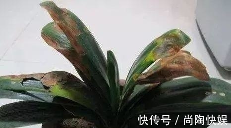 君子兰“烂根”别扔了,1种药水泡一泡,20天生根,长得更旺