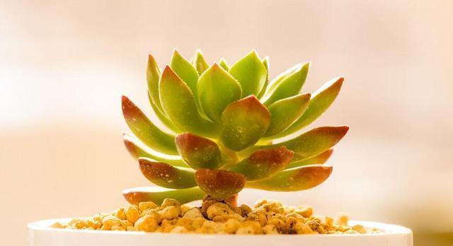 植物|刚买回来的多肉植物要注意