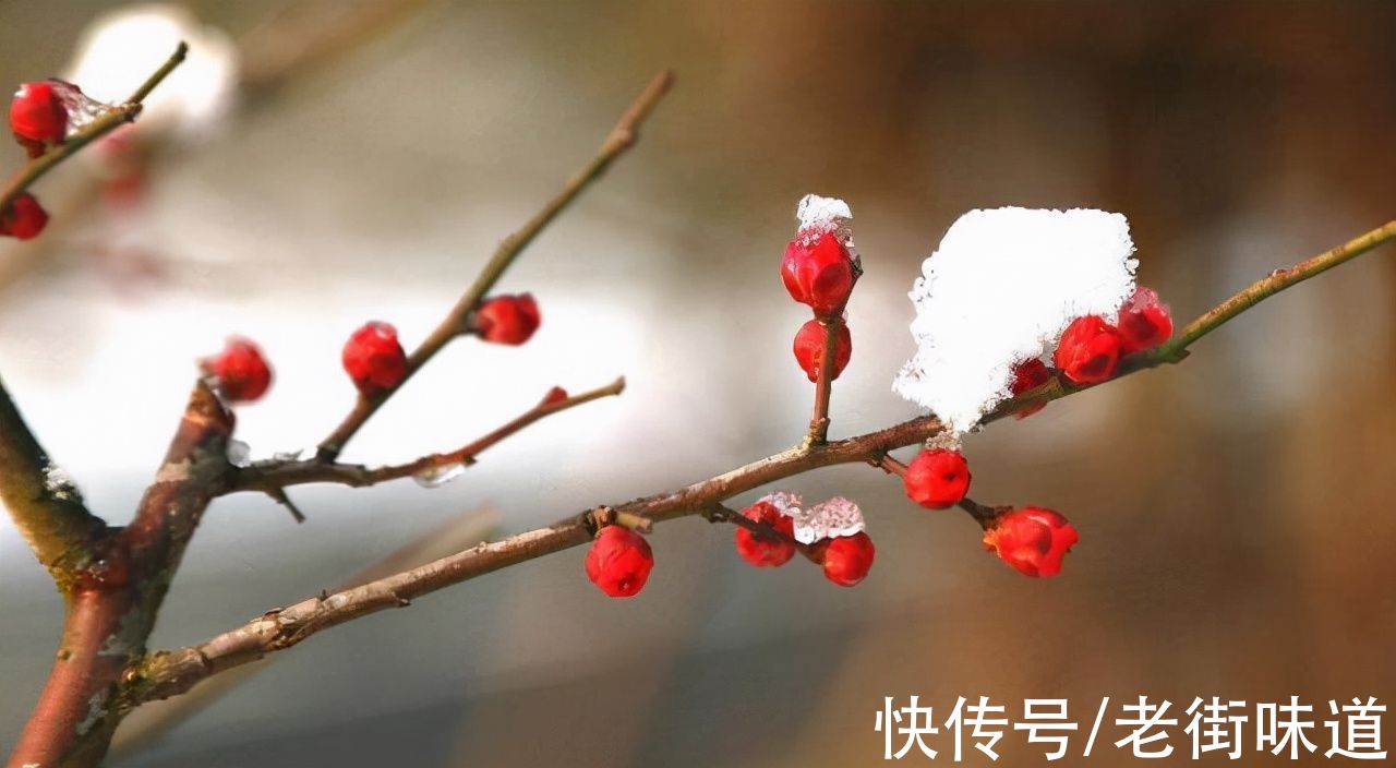 咏梅！遥知不是雪 为有暗香来 王安石的《咏梅》原来也抄自古人