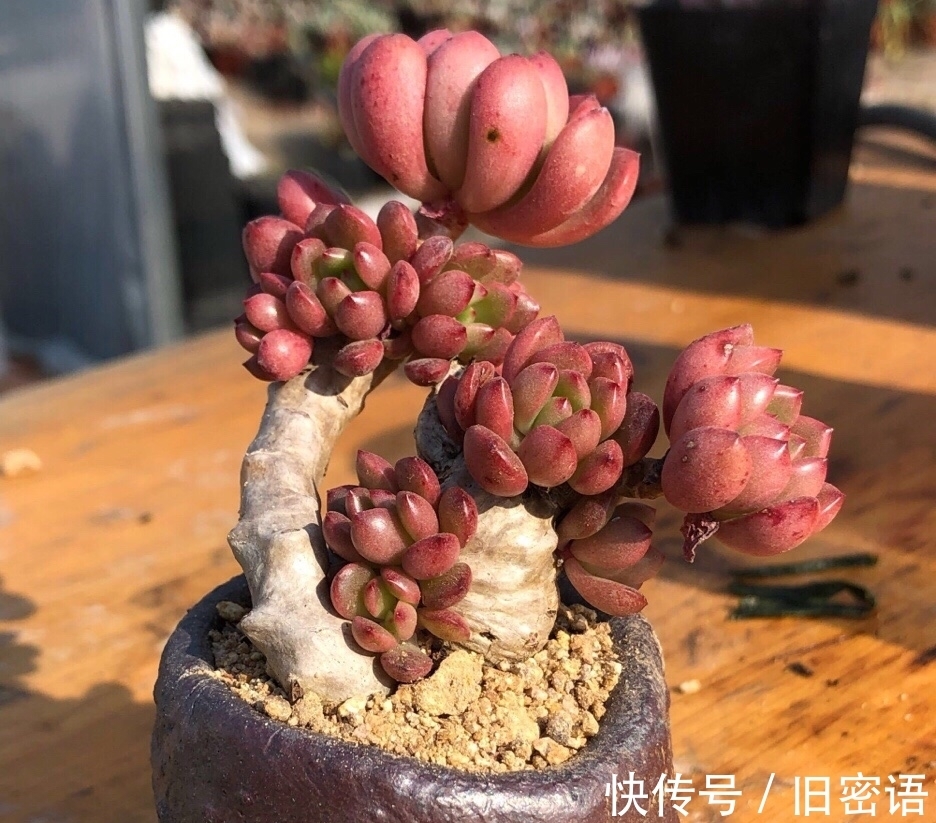 封闭的阳台上如何养出漂亮的红宝石？轻控肯定不行，试试这些技巧