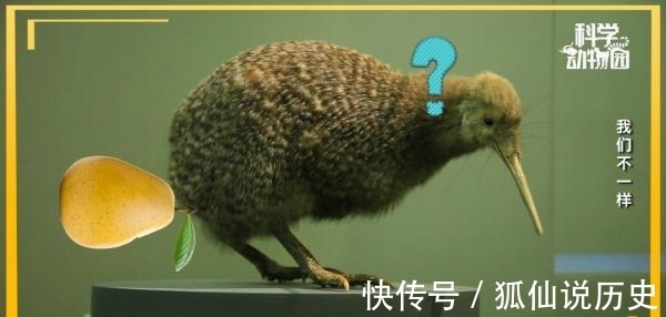 你见过没有翅膀的鸟、长四条腿的鱼吗?