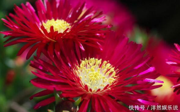 松叶菊|喜欢养花,不如养盆半枝莲,开花娇小可爱花色艳,能盆栽