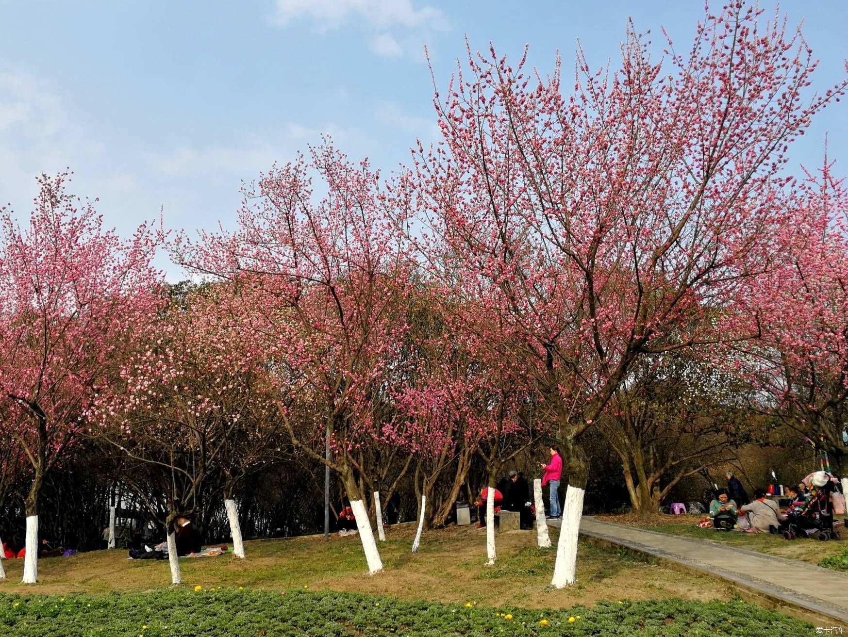 中年|大年初一的成都植物园