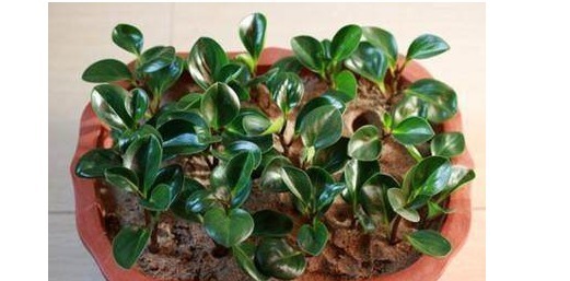 绿植|几款最流行的绿植盆栽花卉，新手也能养活，把家变成一片花海