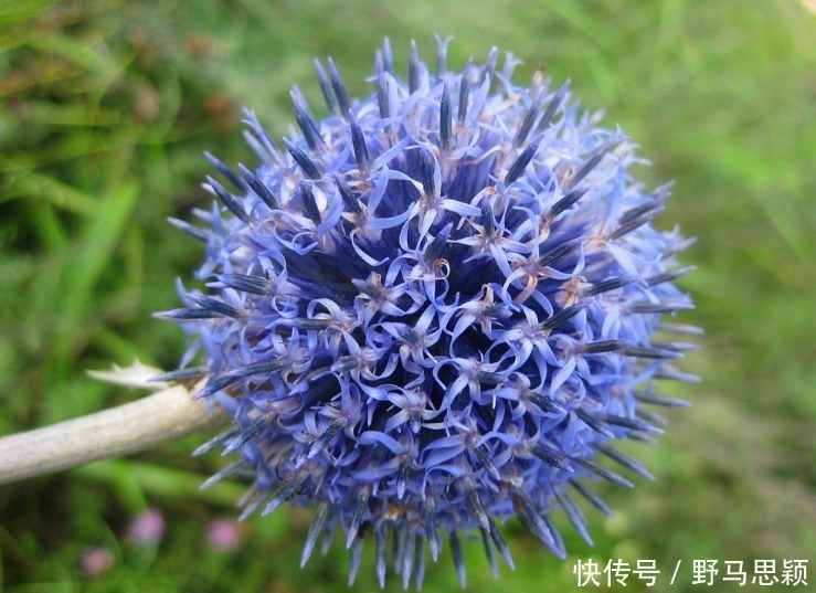 此花是苏格兰国花,花形奇特极其耀眼夺目,象征着神的保佑