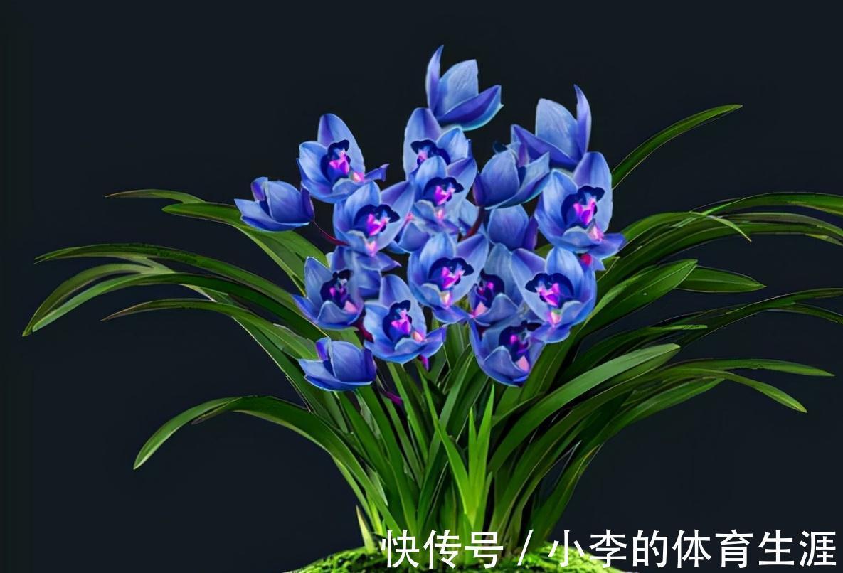 这款蓝色四季兰,突然就火了,人称最美兰花,遇见别错过