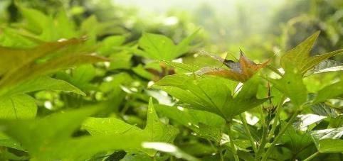 红薯叶|肝不好的人,多吃3种“叶”,护肝排毒,最后一种常被当垃圾扔掉