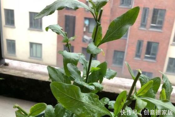 柠檬树|家庭养花不如种树,盆栽柠檬、清香木、九里香,屋里四季飘香