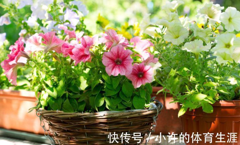 栽植株|家中该常备这种磷钾肥,养花能催花,盆栽则可改变土壤酸碱性