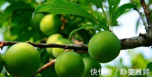 谷酰胺|乡下此果掉在地上没人捡,城里人买的时候很贵,很多人吃不起