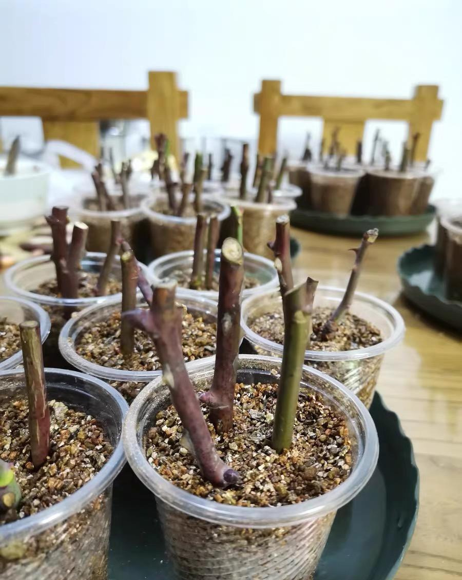 扦插月季活不了,土有问题,用蛭石扦插,发根率达到80%