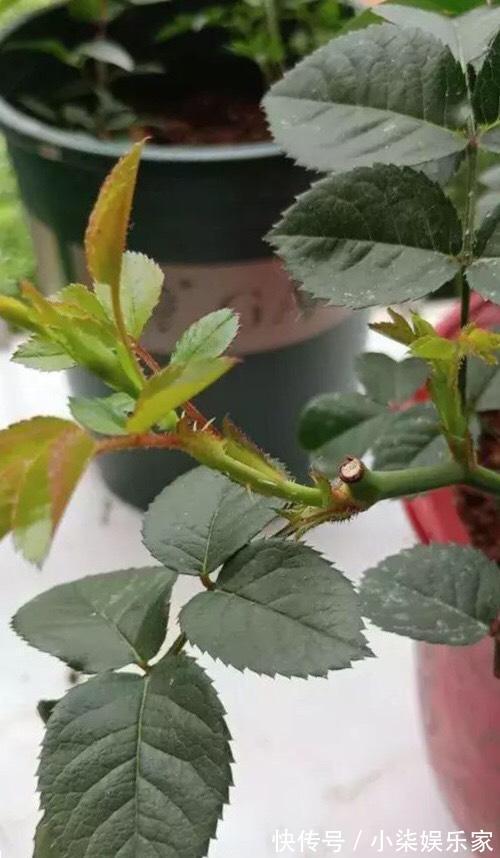花苞|月季出现僵苗怎么办3个简单小方法,新芽花苞蹭蹭冒,开花99朵