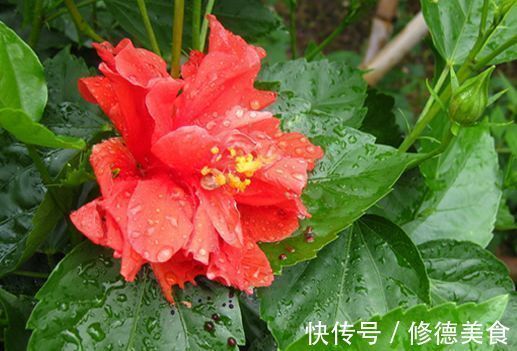 爆盆|这些花朵超能开,现在入手照样能开爆盆,花朵美观又大气