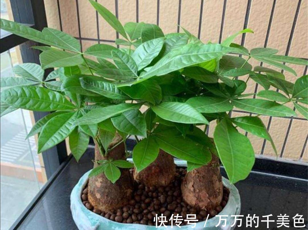 容易因多浇水而死的“10种花”，想要养好，管住手，少浇水