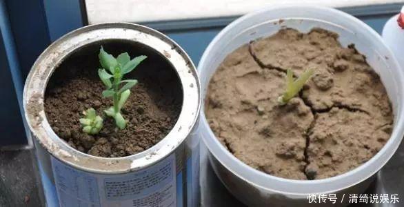 板结|它不死已经给你面子了，多肉不换土，你是想在水泥地养多肉