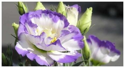 4月10日，家里养上5种招财花，花朵美轮美奂，你一定会喜欢！